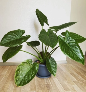 Alocasia ventii - krásné velké rostliny