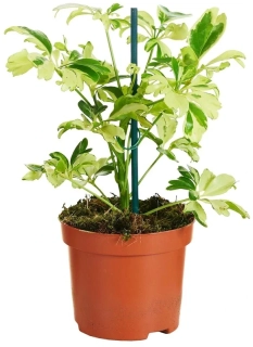                                Schefflera arboricola JANINE - nejkrásněji panašovaná forma
