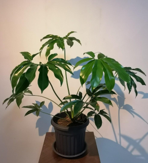               Thaumatophyllum spruceanum - krásné velké rosliny