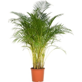 Palma Chrysalidocarpus lutescens - do vysokých terárií