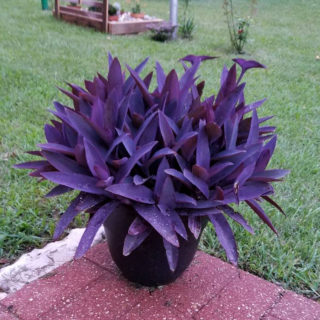                 Tradescantia purpurea - nádherně zbarvená