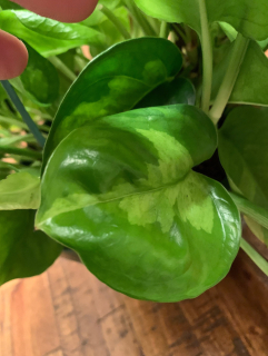           Epipremnum aureum GLOBAL GREEN 