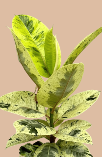                Ficus elastica MOONSHINE - nádherně vybarvení rostliny