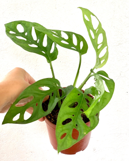    Monstera adansonii - druh s malými listy