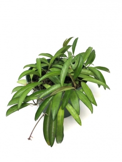 Hoya wayetii Green - krásně zbarvená voskovka