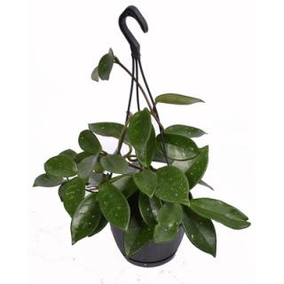    Hoya carnosa Silver flake - krásně zbarvená voskovka