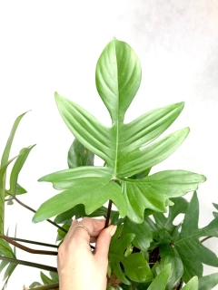 Philodendron pedatum - Druh s krásně členitými velkými listy