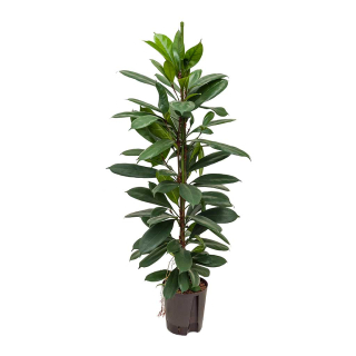                     Ficus cyathistipula - velký stromkovitý druh