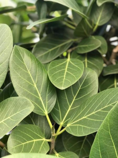         Ficus benghalensis - střední