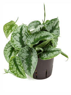               Scindapsus pictus Silver - krásná popínavka
