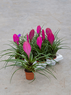    Tillandsia cyanea - krásný kvetoucí druh