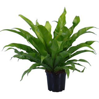       Asplenium antiquum - Sleziník - krásná odolná kapradina