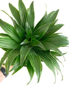   Dracena compacta - Dračinec - AKCE