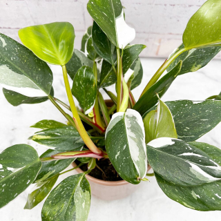        Philodendron White Princess - mladé rostliny