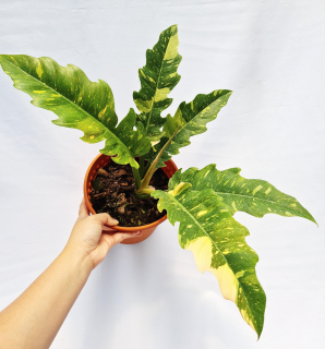 Philodendron Narrow Ring of fire - nádherné velké rostliny s výrazným panašováním