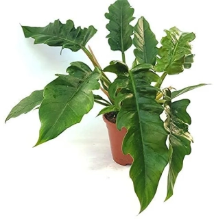 Philodendron Narrow