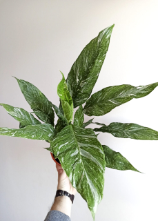          Spatiphyllum Diamond Variegata - panašovaná forma