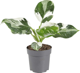         Philodendron White Wizard - velké rostliny