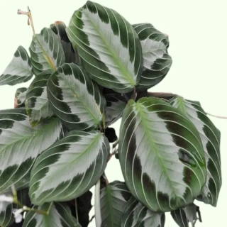             Maranta leuconeura Silver Band - nádherně zbarvené listy