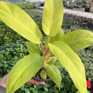 Philodendron Malay gold - krásně zbarvený velkolistý kultivar