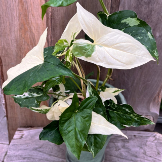                   Syngonium ALBO VARIEGATA - krásné rostliny s vysokým podílem bílé