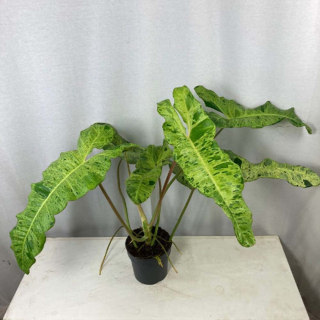 Philodendron Paraiso verde - velké rostliny!