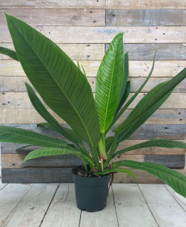 Philodendron Campii