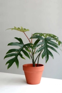 Philodendron Mayoi - velké rosltiny