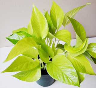         Epipremnum aureum LEMON 