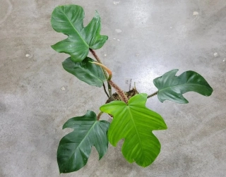 Philodendron squamiferum - krásné velké rostliny