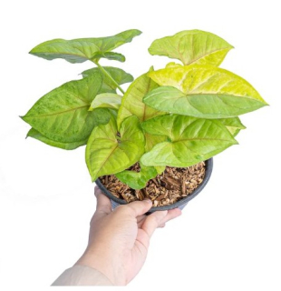                        Syngonium Lime - nádherně zbarvená forma