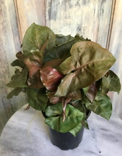                Syngonium Chocolate Pink - nádherně zbarvená forma