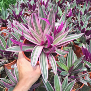                  Tradescantia spathacea -  krásně zbarvený velkolistý druh