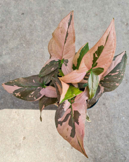                 Syngonium podophyllum RED SPOT - nádherně zbarvená forma