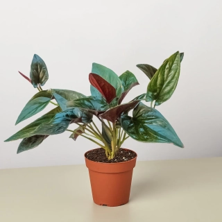                 Syngonium erythrophyllum RED ARROW - nahoře zelené, dole rudé listy