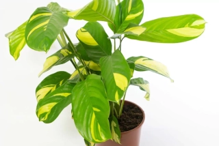           Ctenanthe lubbersiana VARIEGATA - krásně panašované listy