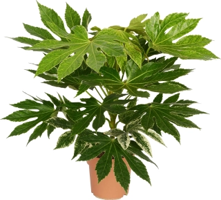                Fatsia japonica Green