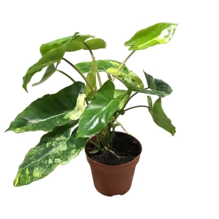 Philodendron burle-marxii VARIEGATA - velkolistý druh