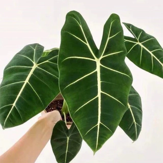 Alocasia micholitziana - Druh s nádherně zbarvenými listy