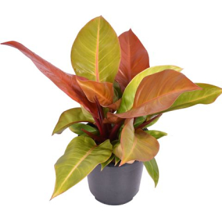 Philodendron Prince of Orange - krásné zbarvení