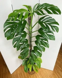                Monstera pinnatipartita - těžko dostupný druh