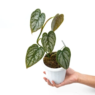 Philodendron brandtianum - krásná stříbrná kresba na listech