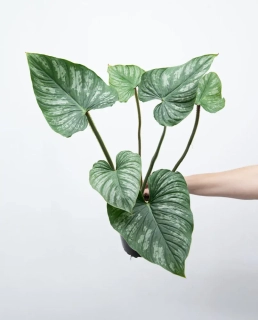 Philodendron mamei MALÁ - krásná stříbrná kresba na listech