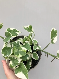              Epipremnum aureum NJOY