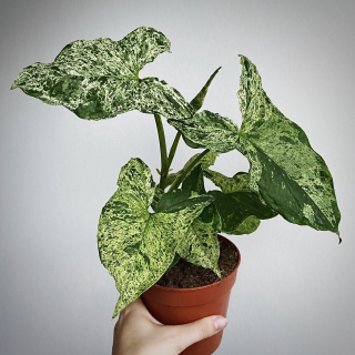                 Syngonium podophyllum MOJITO - nádherně zbarvená forma