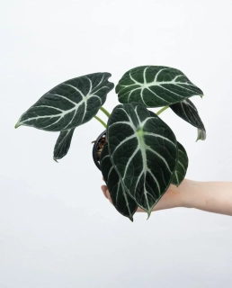 Alocasia reginula Black Velvet - krásně vybarvené rostliny