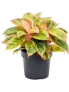            Aglaonema commutatum Salmon Fantasy - nádherně zbarvené rostliny