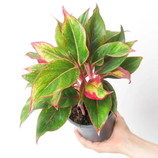            Aglaonema commutatum Crete - nádherně zbarvené rostliny