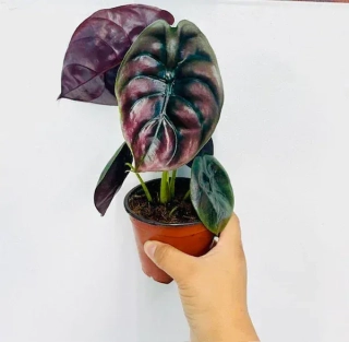 Alocasia cuprea Red Secret - Úžasně zbarvený druh