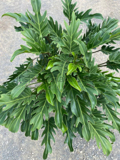                  Philodendron Xanadu  - velké rostliny